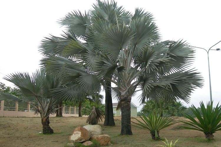 Cay Cau - Kè - Cọ